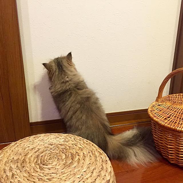 butachanさんの実例写真