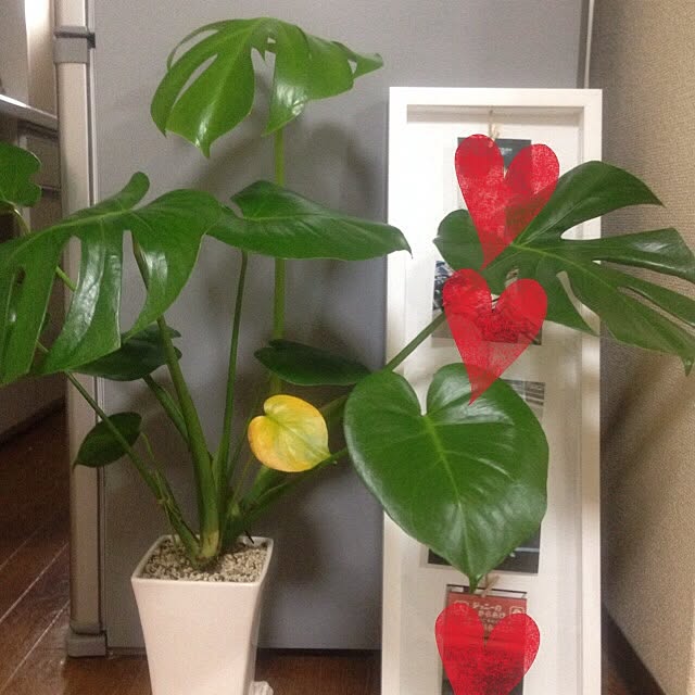 janyさんの実例写真