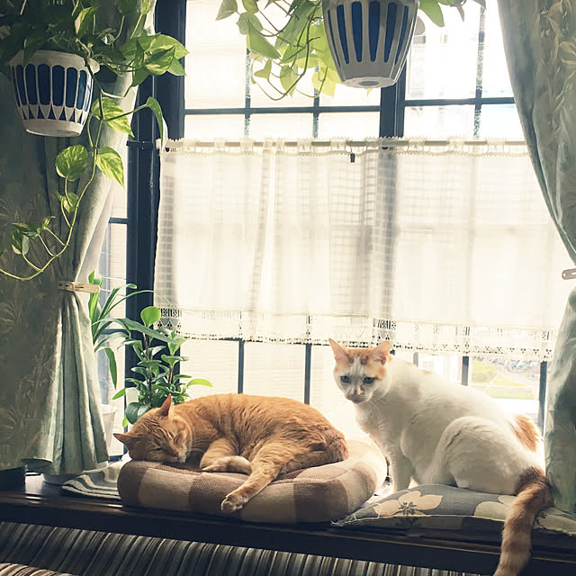 tututu0204さんの実例写真