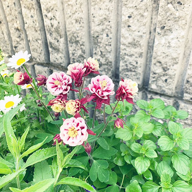 cyaroさんの部屋