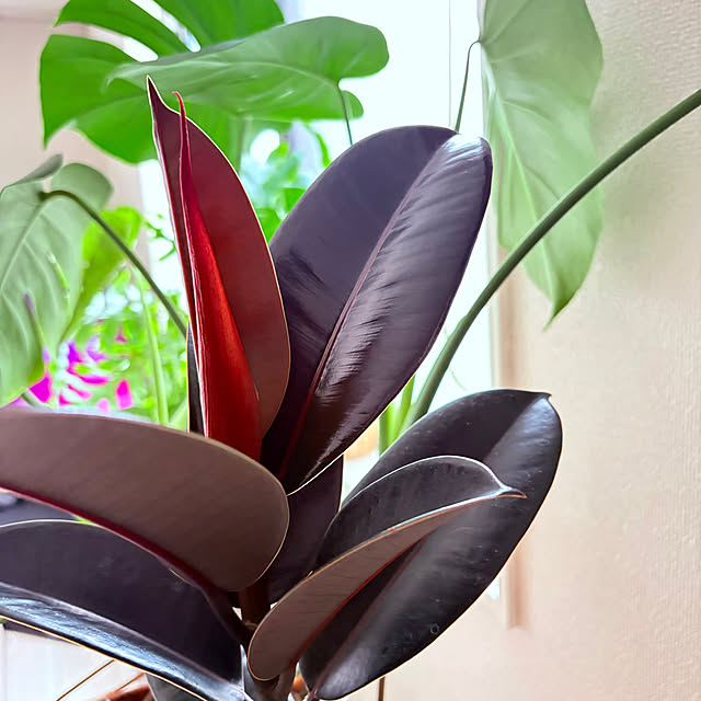 ck202さんの実例写真