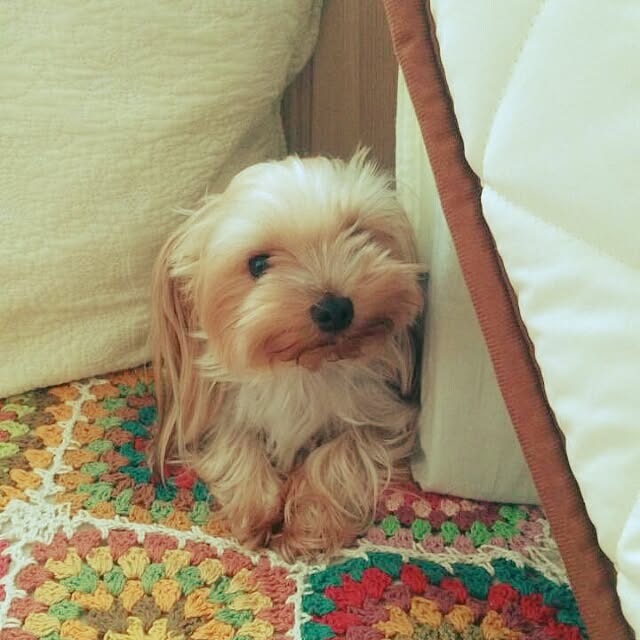 ayumiさんの実例写真
