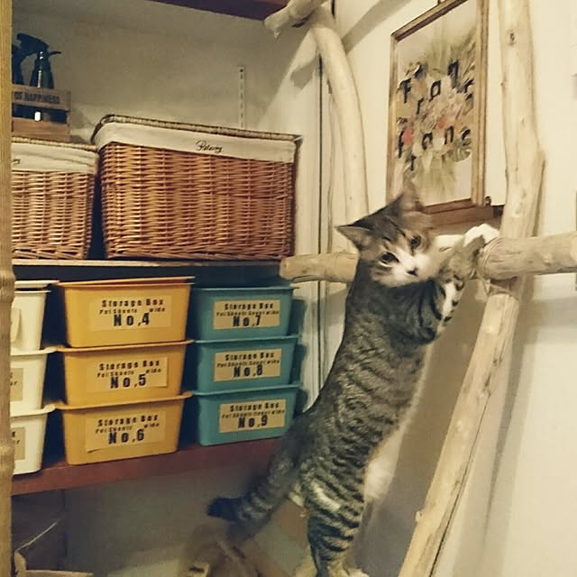 ae86maniaさんの実例写真