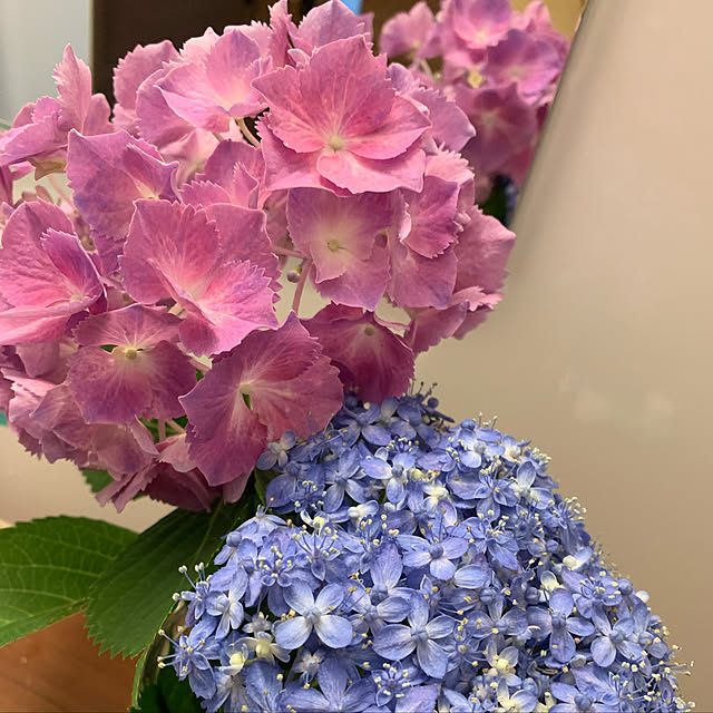 micaさんの実例写真
