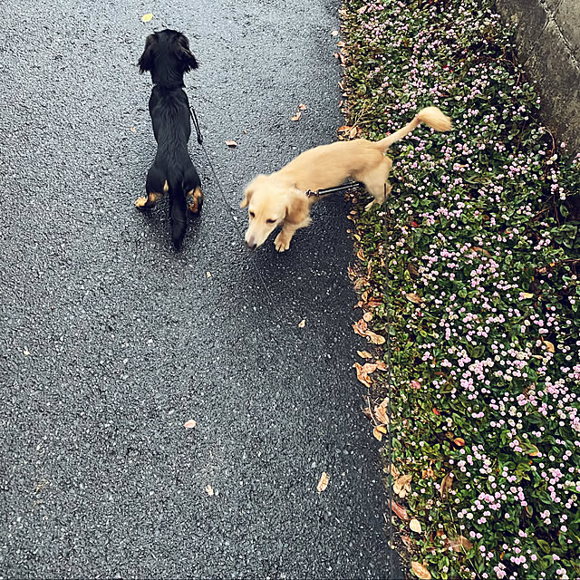 uninekoさんの実例写真