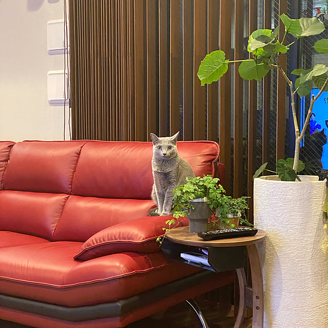 yumi.snoopさんの実例写真