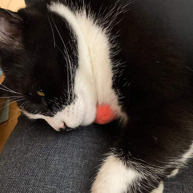 nekoさんの実例写真