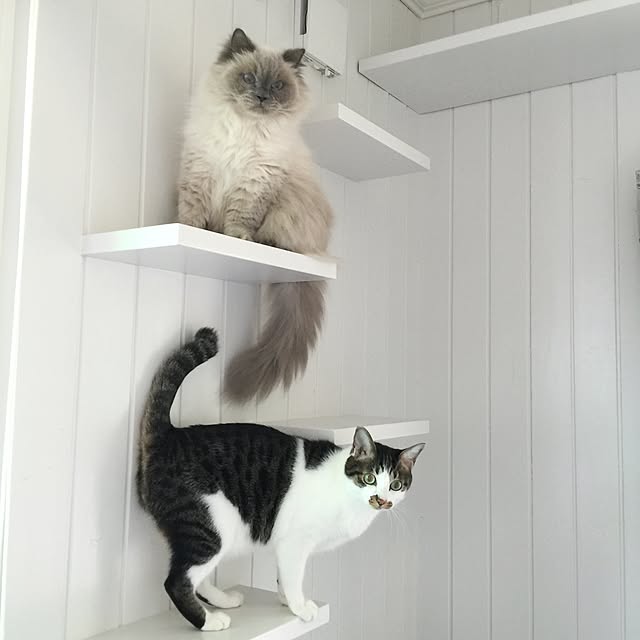 yuchiさんの実例写真