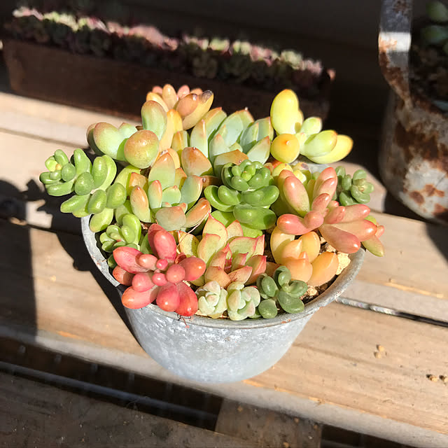 miniさんの実例写真