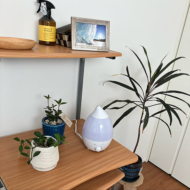 加湿器/鉢が好き♡/journal standard Furniture/植物が好き/植物のある暮らし...などのインテリア実例 - 2023-02-21 20:04:19