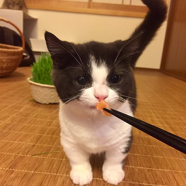 butachanさんの実例写真