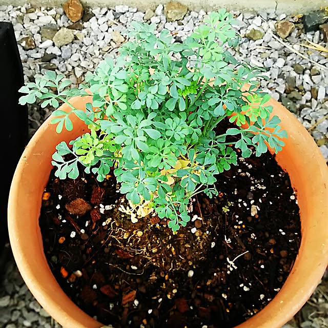 sunflowerさんの実例写真