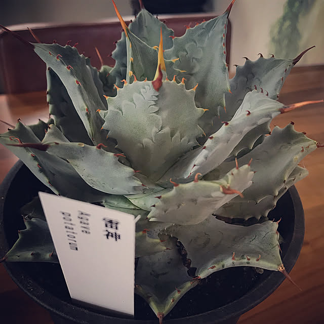 katcaさんの実例写真