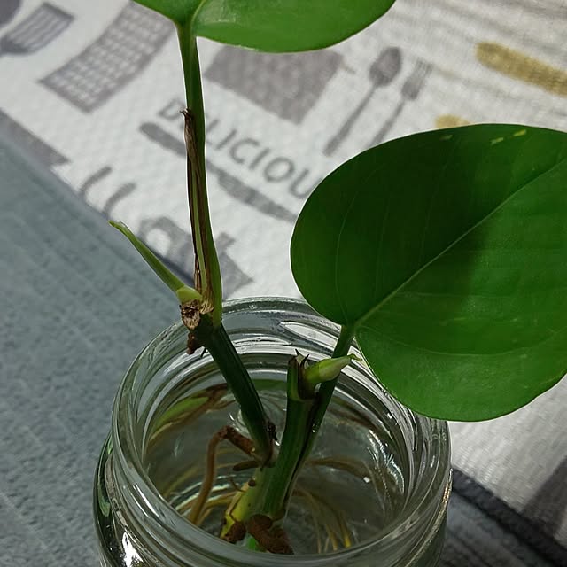 KOHAKUさんの部屋