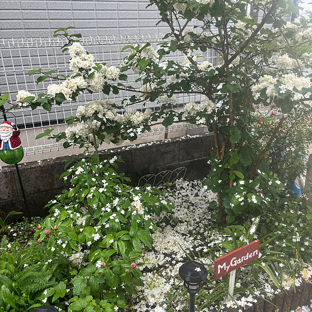 chIoeさんの実例写真