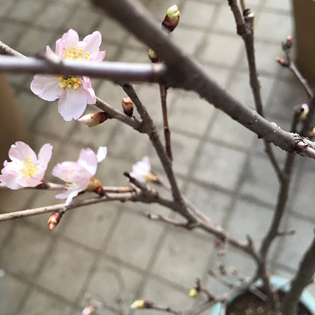 happy-sachiさんの実例写真