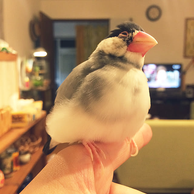 soramameさんの実例写真