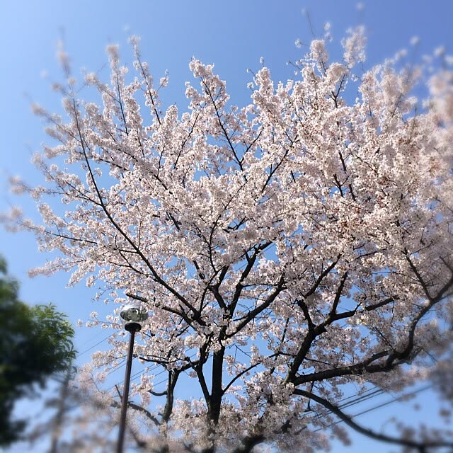 実例写真