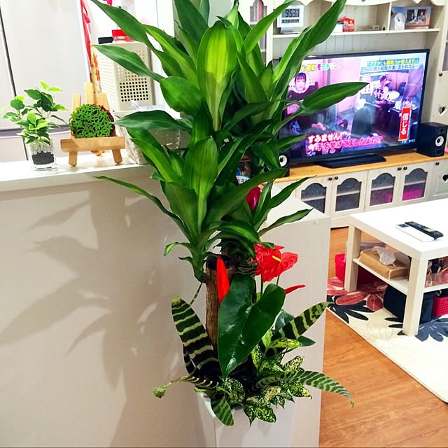 akop610さんの実例写真