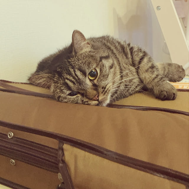 nocomomさんの実例写真
