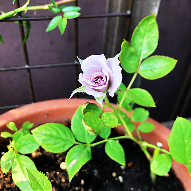 beautifulflowerさんの実例写真