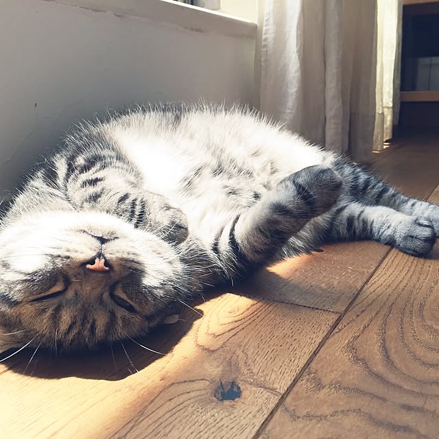 miyukoさんの実例写真