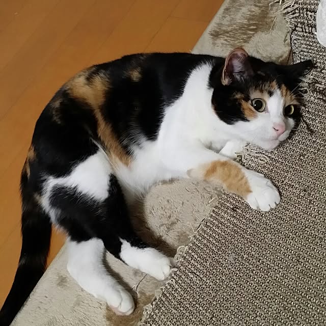 kumi-kumiさんの実例写真
