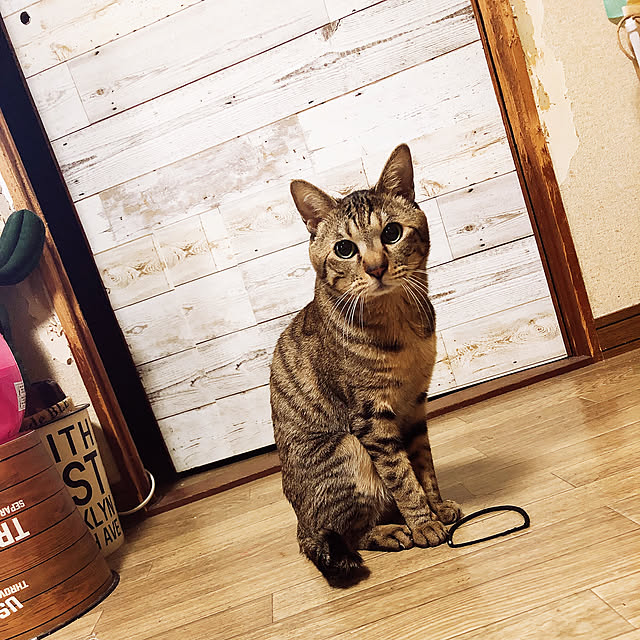 ayoooさんの実例写真