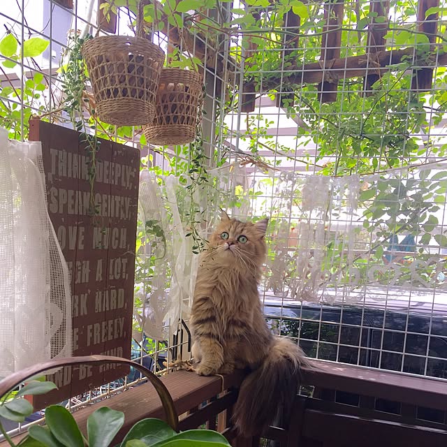 butachanさんの実例写真