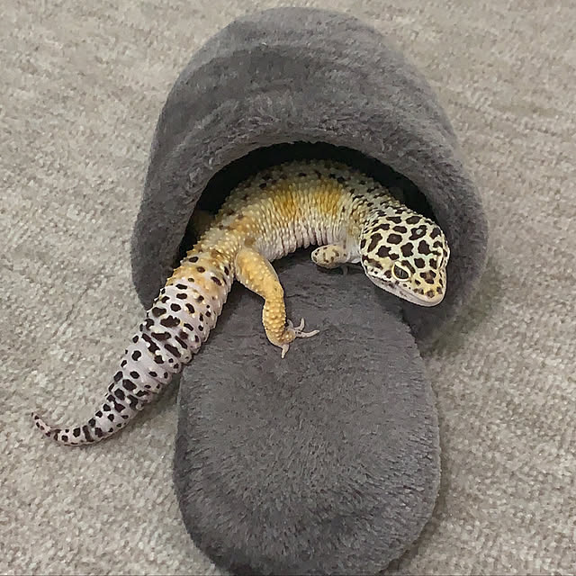 トカゲのいる暮らし/RoomClipアンケート/モノトーン/一人暮らし/犬のいる暮らし...などのインテリア実例 - 2020-04-22 11:21:13
