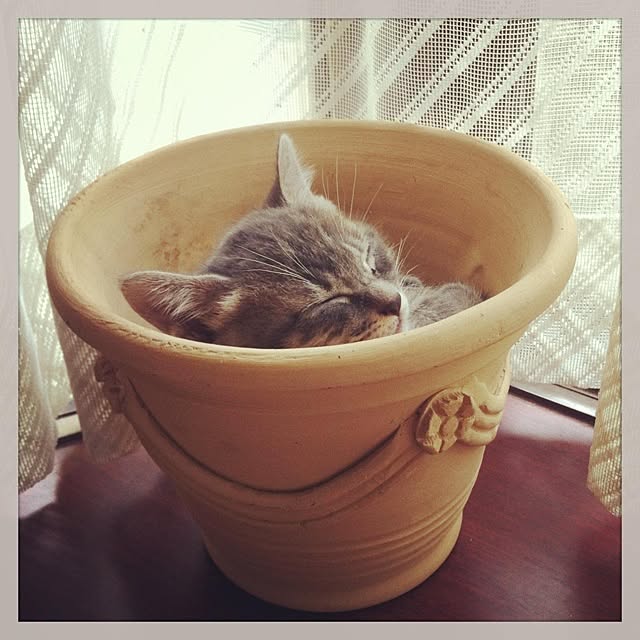 utataneさんの実例写真