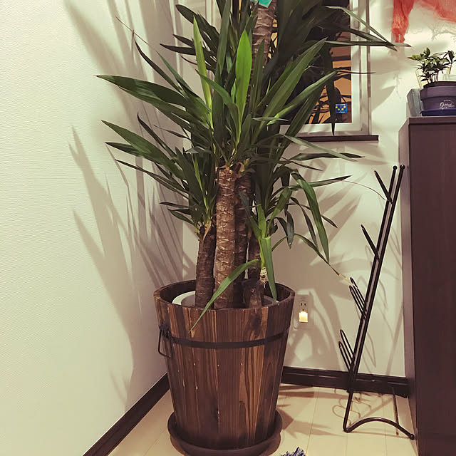 鉢入れ/観葉植物/玄関/入り口のインテリア実例 - 2019-10-11 00:18:55