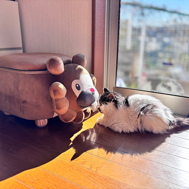 miao-kinさんの部屋