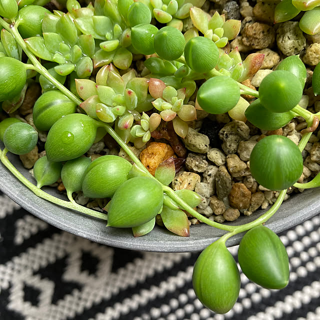 okkunさんの部屋