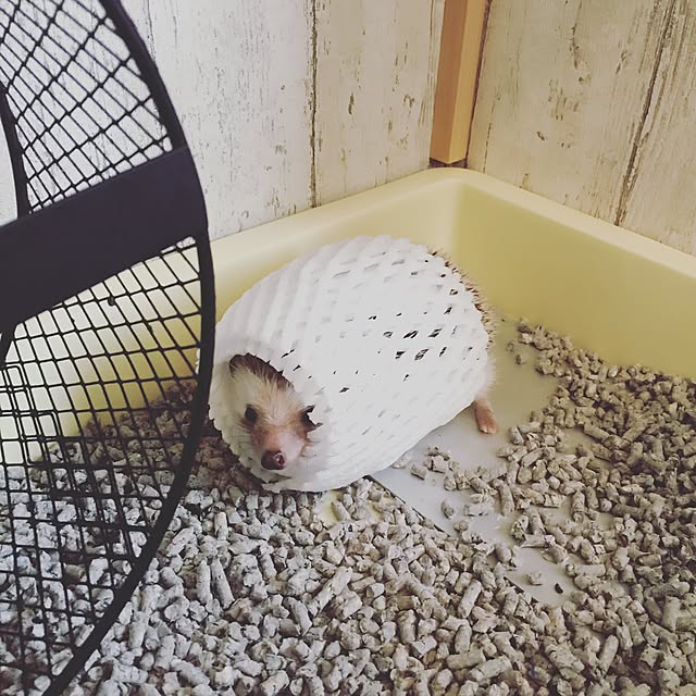 yu_kiさんの実例写真
