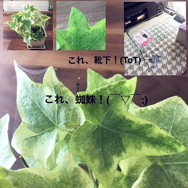 Apple222さんの実例写真