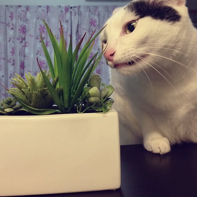 muraさんの実例写真