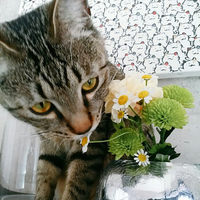 nenekoさんの実例写真