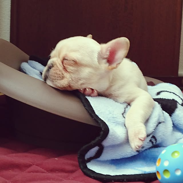 koronさんの実例写真