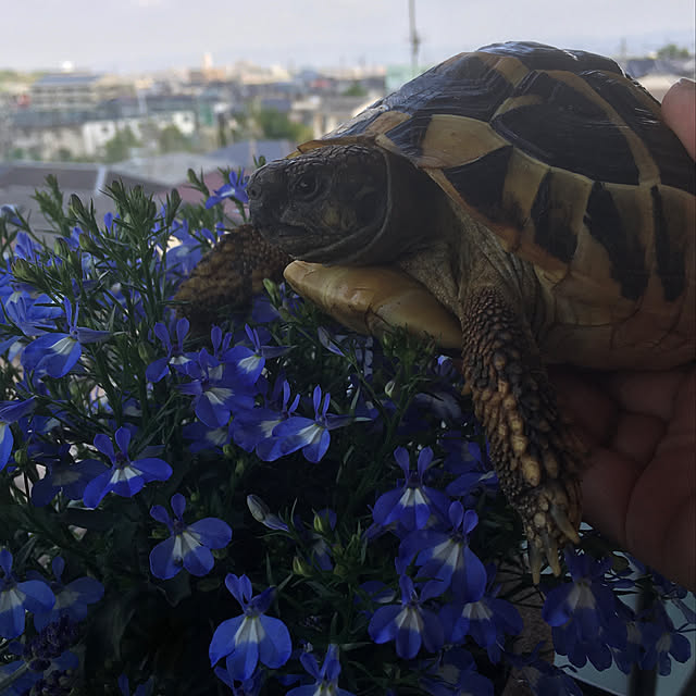 Ryokoさんの実例写真