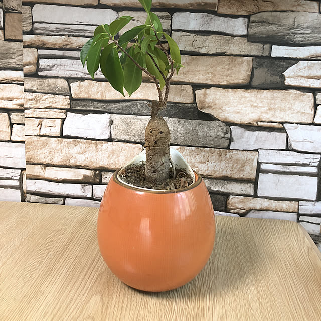 机/植木鉢/築25年/観葉植物のインテリア実例 - 2018-05-24 12:48:43