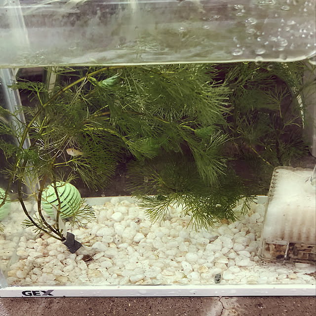 rainさんの実例写真
