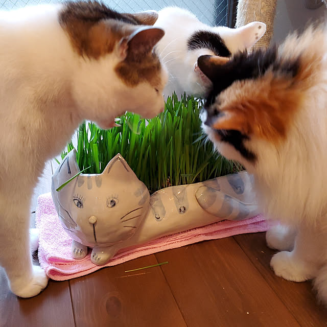 booさんの実例写真
