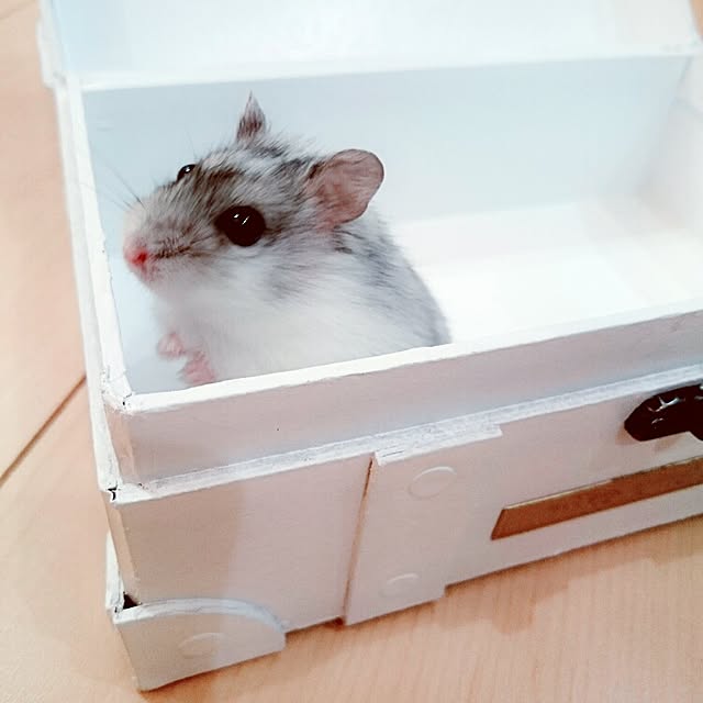 momokiraさんの実例写真