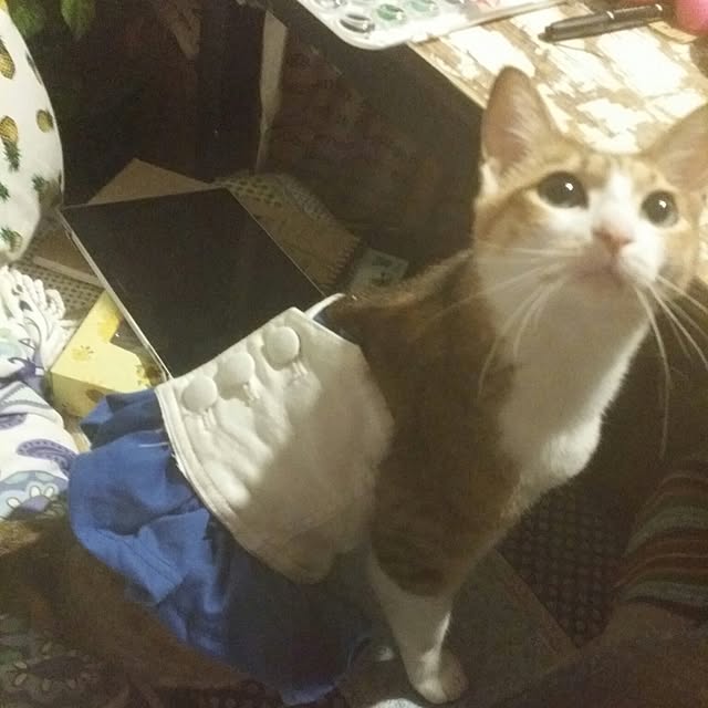 annさんの実例写真