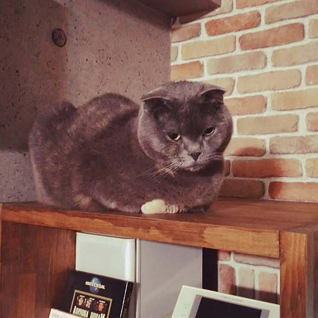 daiさんの実例写真