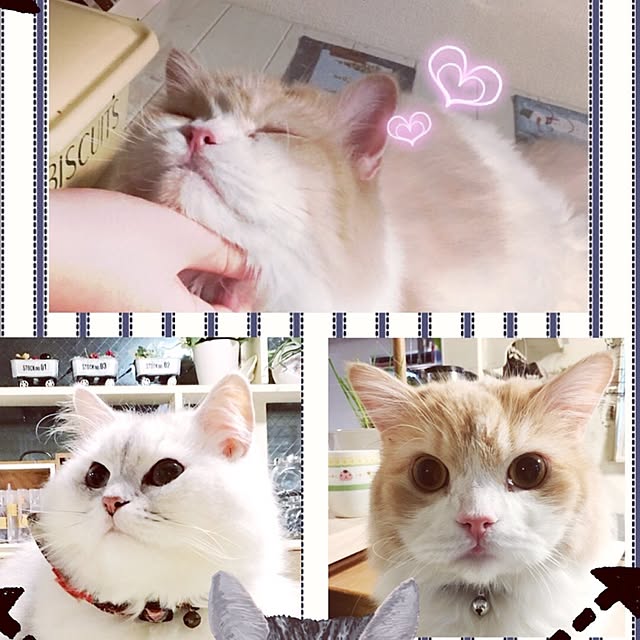 gomachanさんの実例写真