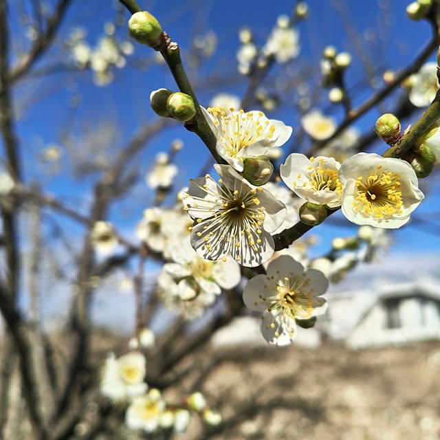 Rubiconさんの部屋