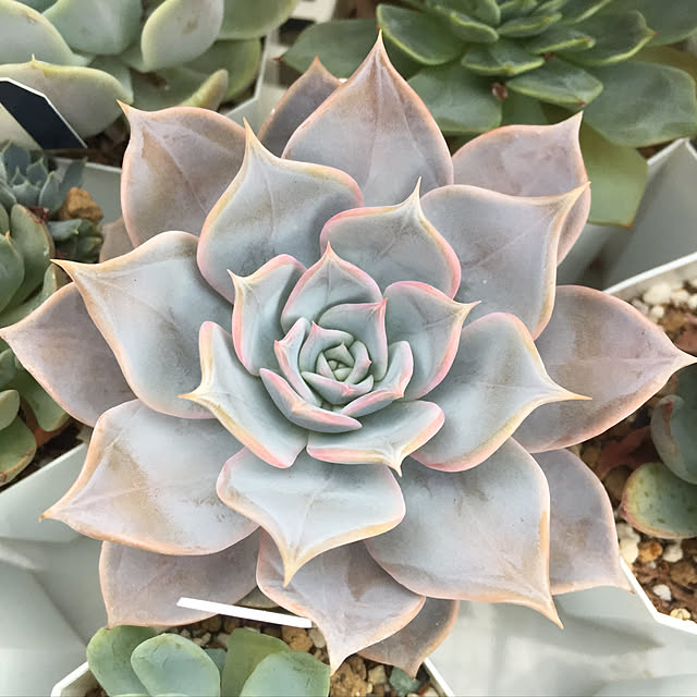 yotsubaさんの実例写真