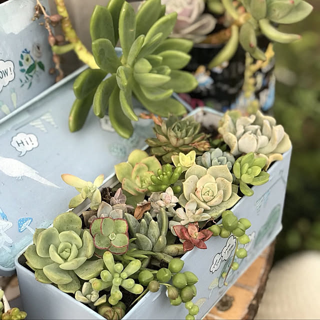 **yuu**さんの実例写真